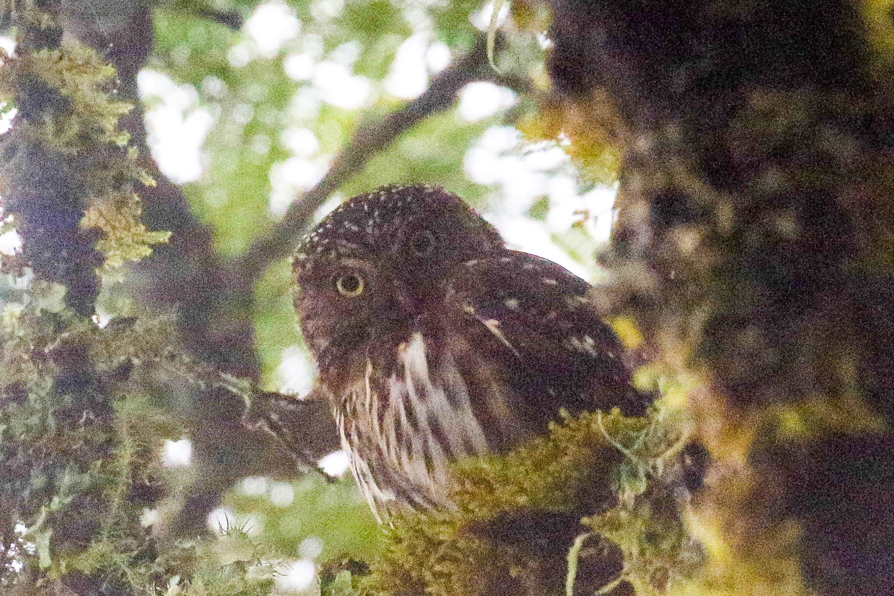 Yungas Pygmy Owl (image by Mark Beaman)