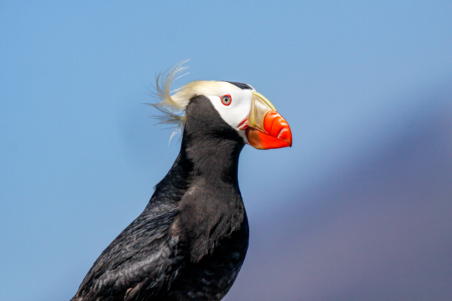 Tufted Puffin is a perennial favourite and there is no better place for them than the Kuril Islands (image by Mark Beaman)