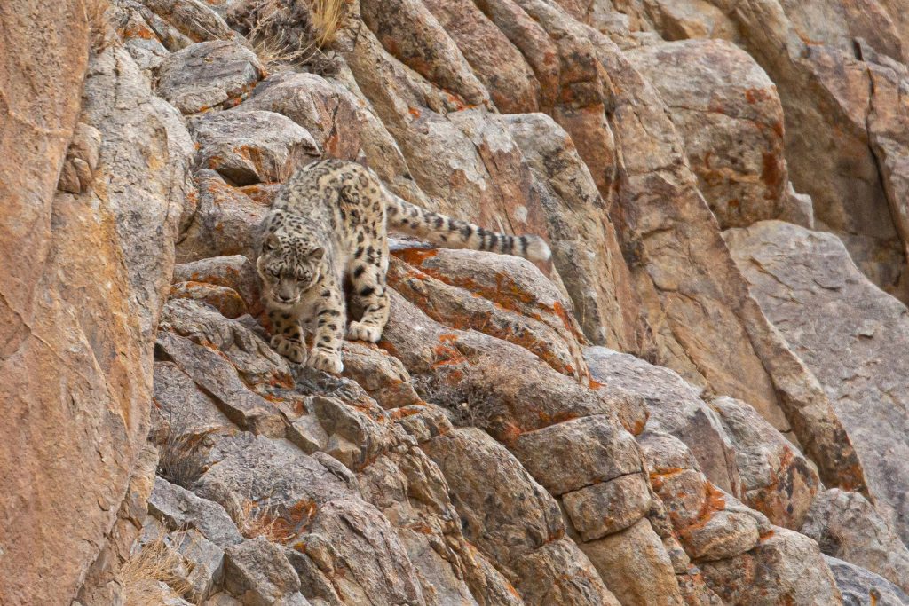 snow leopard tours india