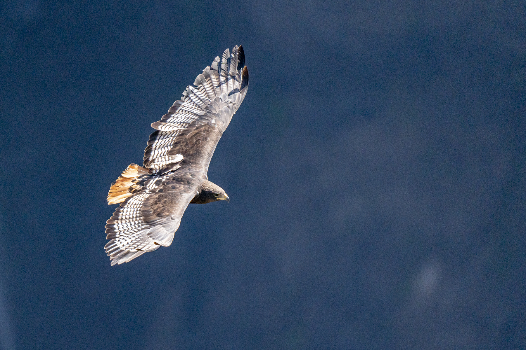 Augur Buzzard (image by Mark Beaman)