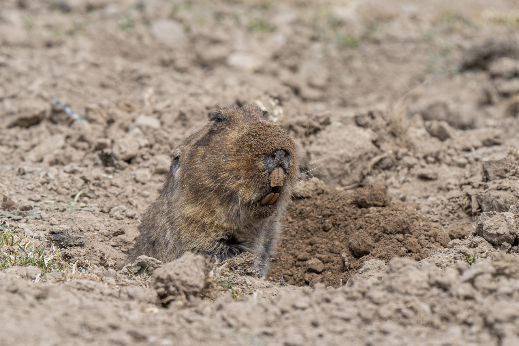 The rather 'goofy' Giant Mole Rat (or Giant Root Rat), favourite food of the Ethiopian Wolf (image by Mark Beaman)