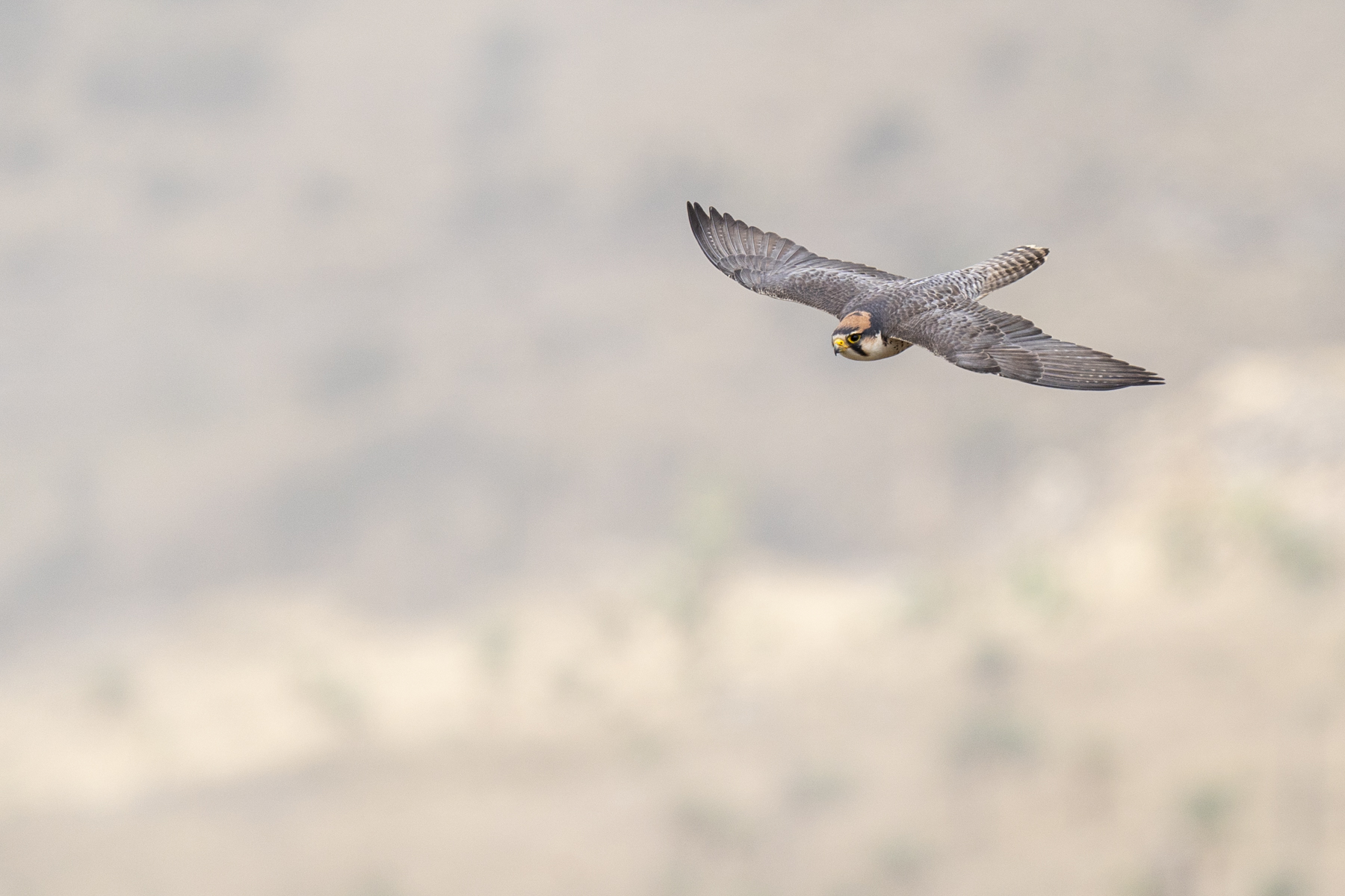 Lanner Falcon (image by Mark Beaman)