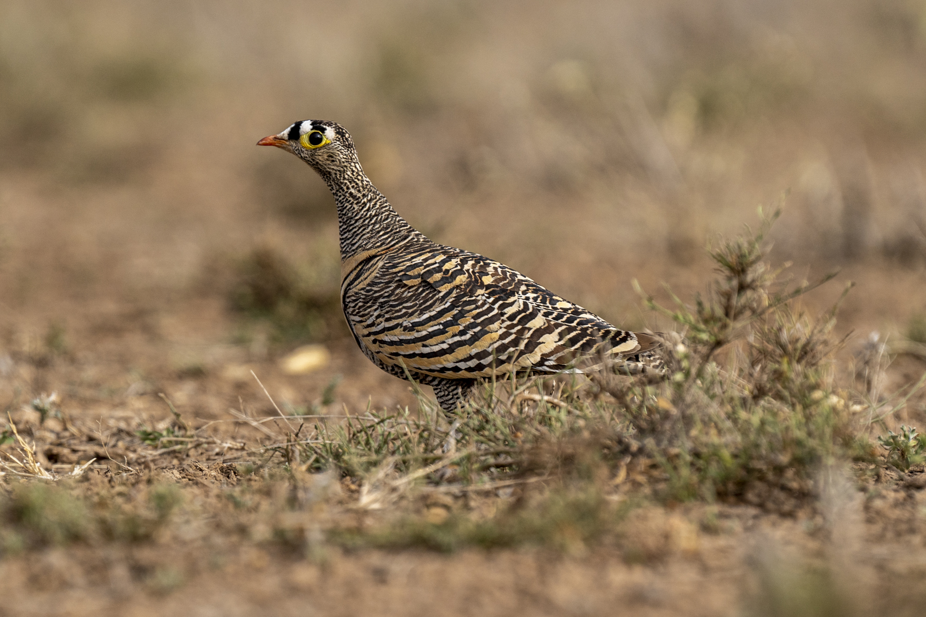 The cryptic Lichtenstein's Sandgrouse is hard to spot until one is close (image by Mark Beaman)