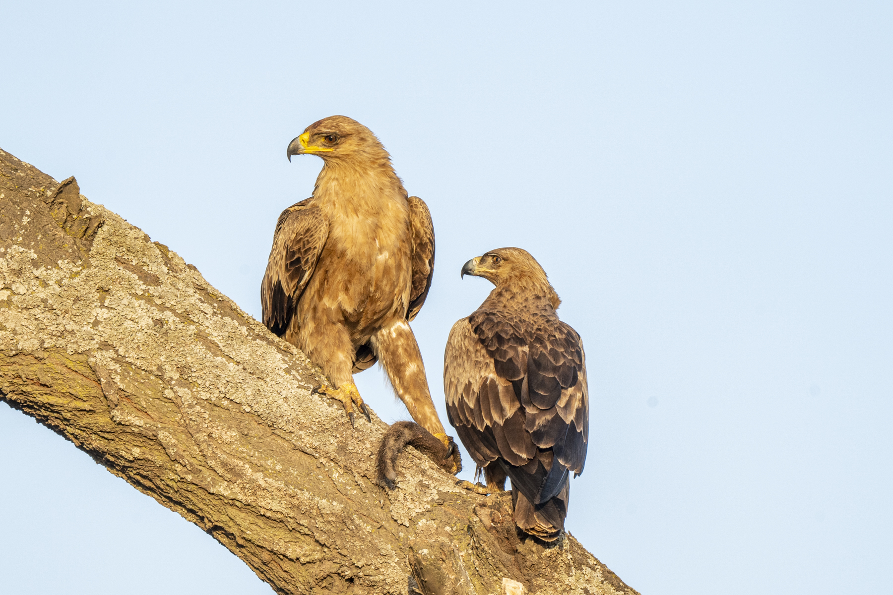 A pair of Tawny Eagles (image by Mark Beaman)