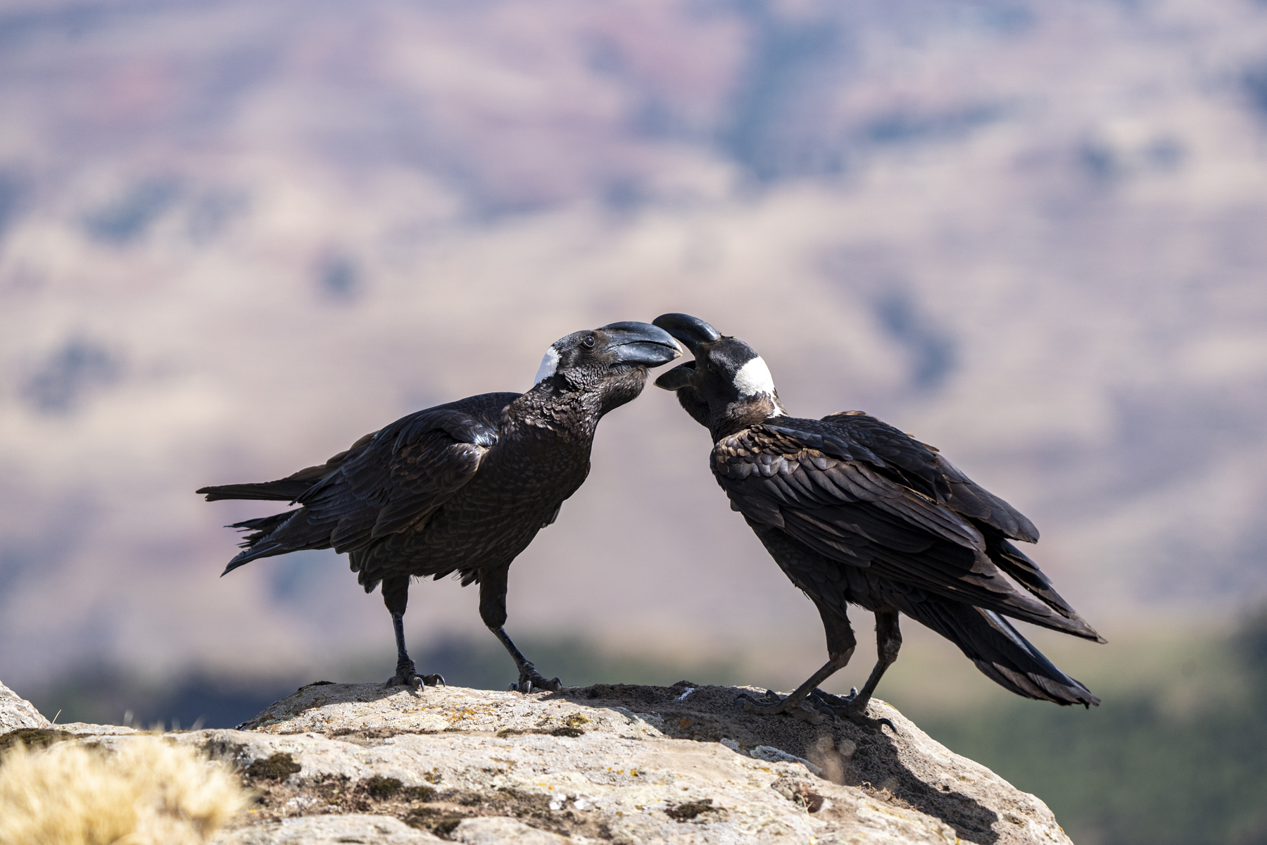 Thick-billed Ravens are very sociable birds (image by Mark Beaman)
