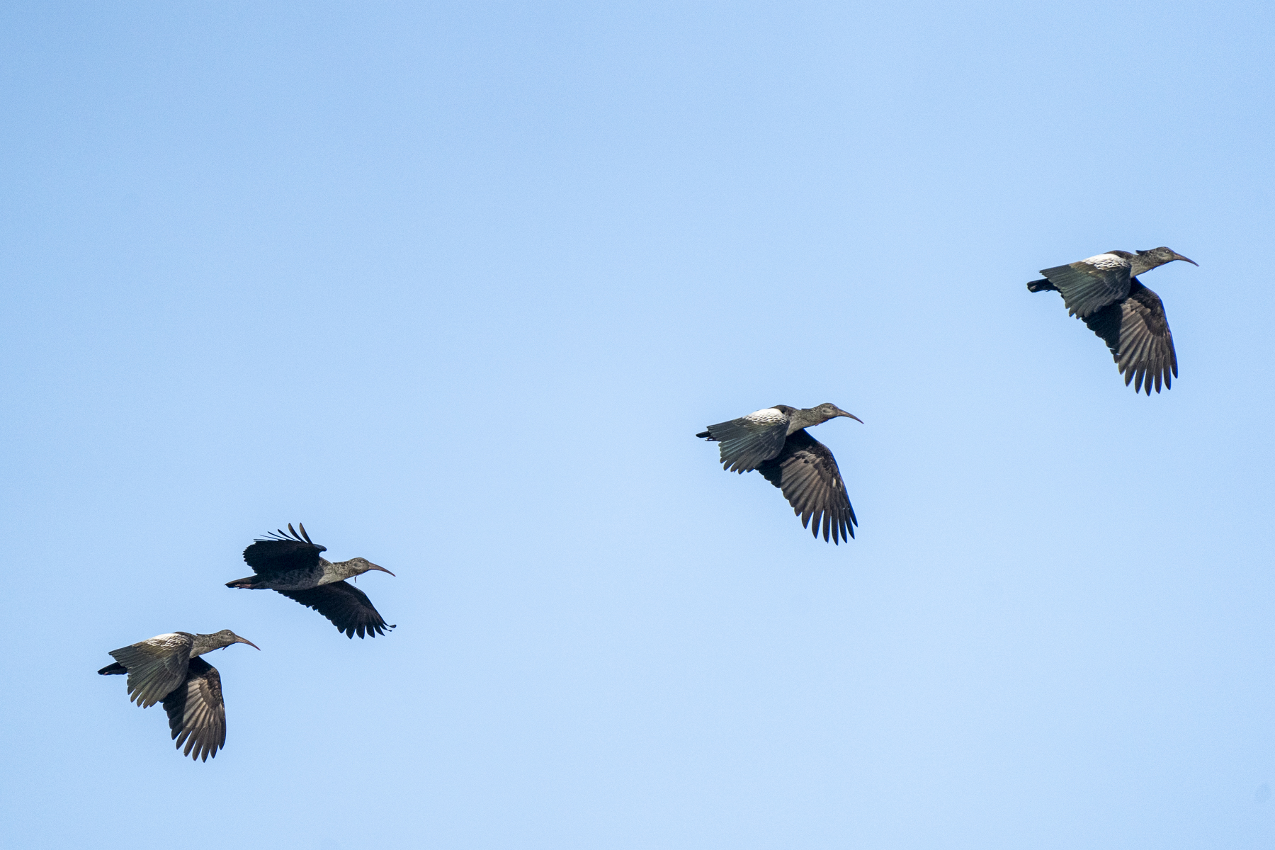 Wattled Ibises (image by Mark Beaman)