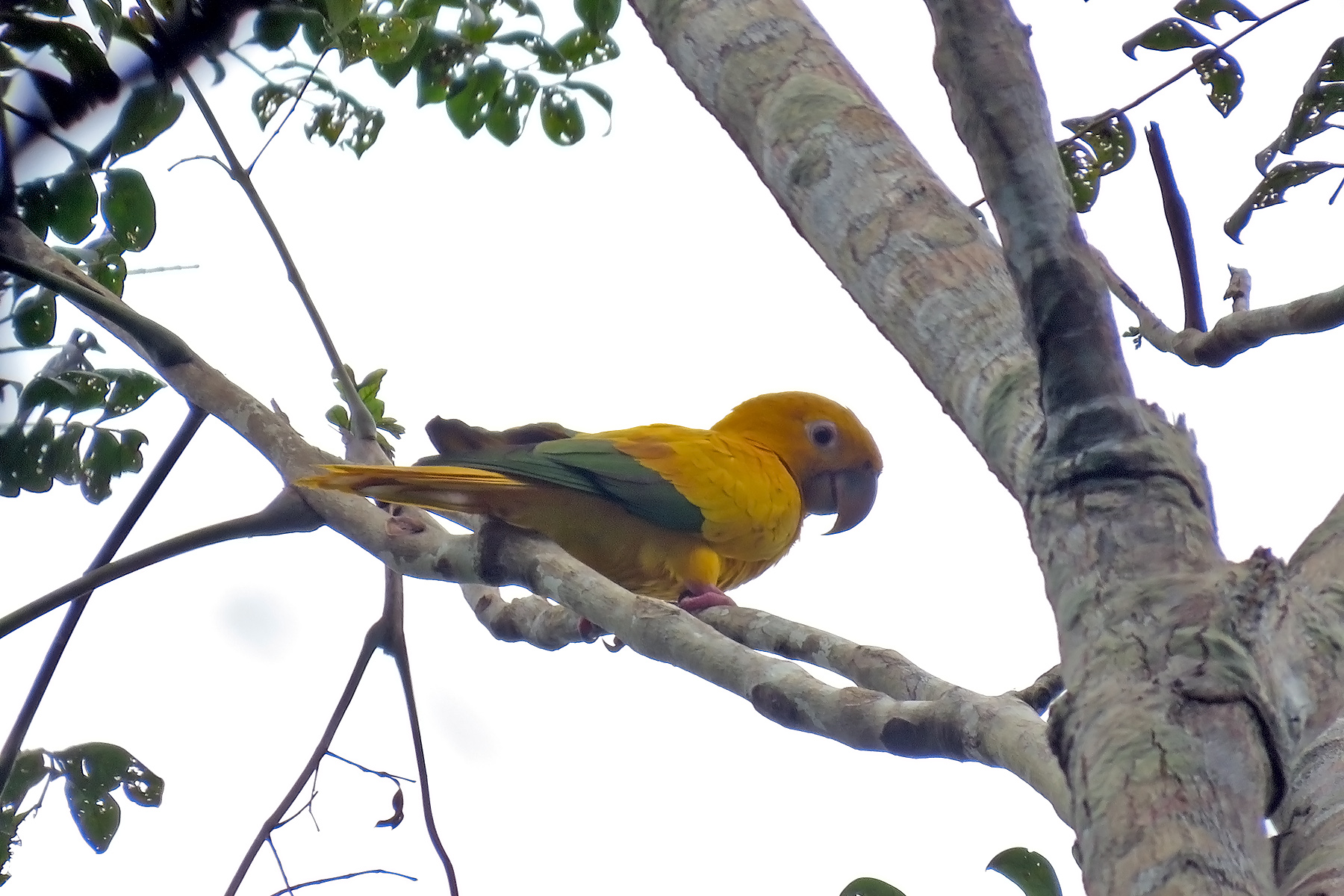 Brazils Eastern and Central Amazonia Birding Tours picture photo
