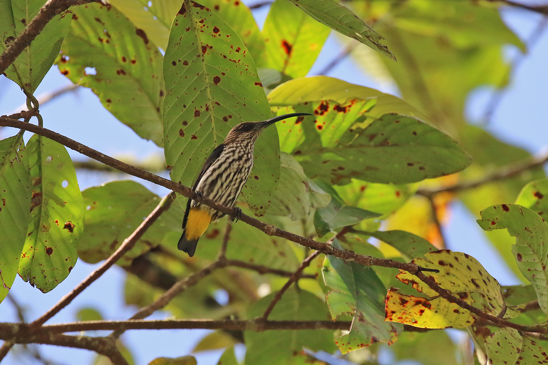Whitehead's Spiderhunter (image by Craig Robson)
