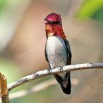 CUBA TOUR REPORT 2020