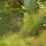 COLOMBIA: FROM THE CHOCO TO AMAZONIA 2019