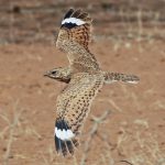 SENEGAL TOUR REPORT 2020