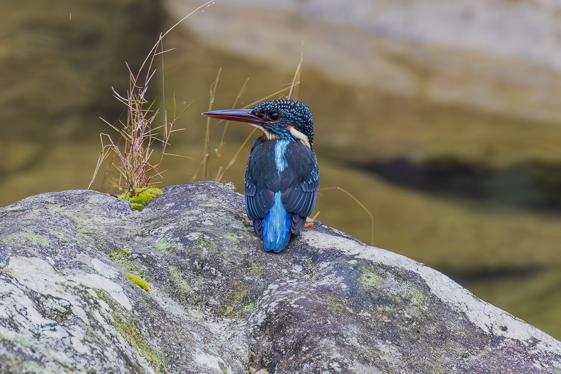 Blyth's Kingfisher (image by India Dipanka)