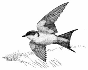 BLACK AND RUFOUS SWALLOW (NB)