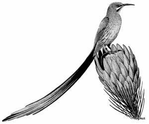 CAPE SUGARBIRD (MH)
