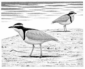 EGYPTIAN PLOVERS 2 (AD)