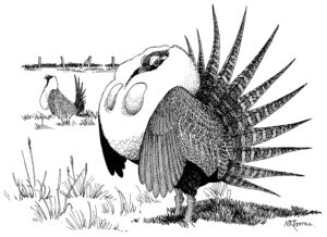 GREATER SAGE GROUSE