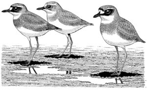GREATER SAND PLOVERS