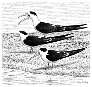 INDIAN SKIMMERS (AD)