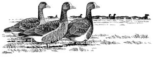LESSER WHITE FRONTED GEESE