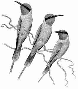 NORTHERN CARMINE BEE EATERS