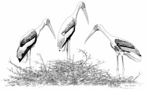 PAINTED STORKS 2