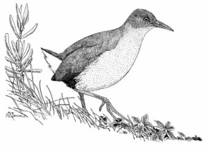 ROUGET'S RAIL (NB)
