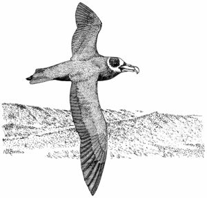 SPECTACLED PETREL (NB)