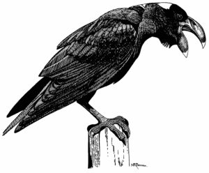 THICK BILLED RAVEN
