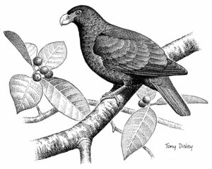 TOOTH BILLED PIGEON (AD)