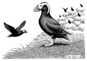 TUFTED PUFFINS