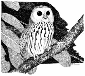VERMICULATED FISHING OWL (NB)