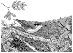 WHITE BROWED NUTHATCH