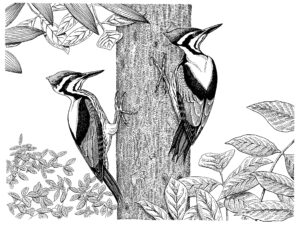 WHITE NAPED WOODPECKERS