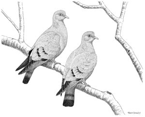 YELLOW EYED DOVES