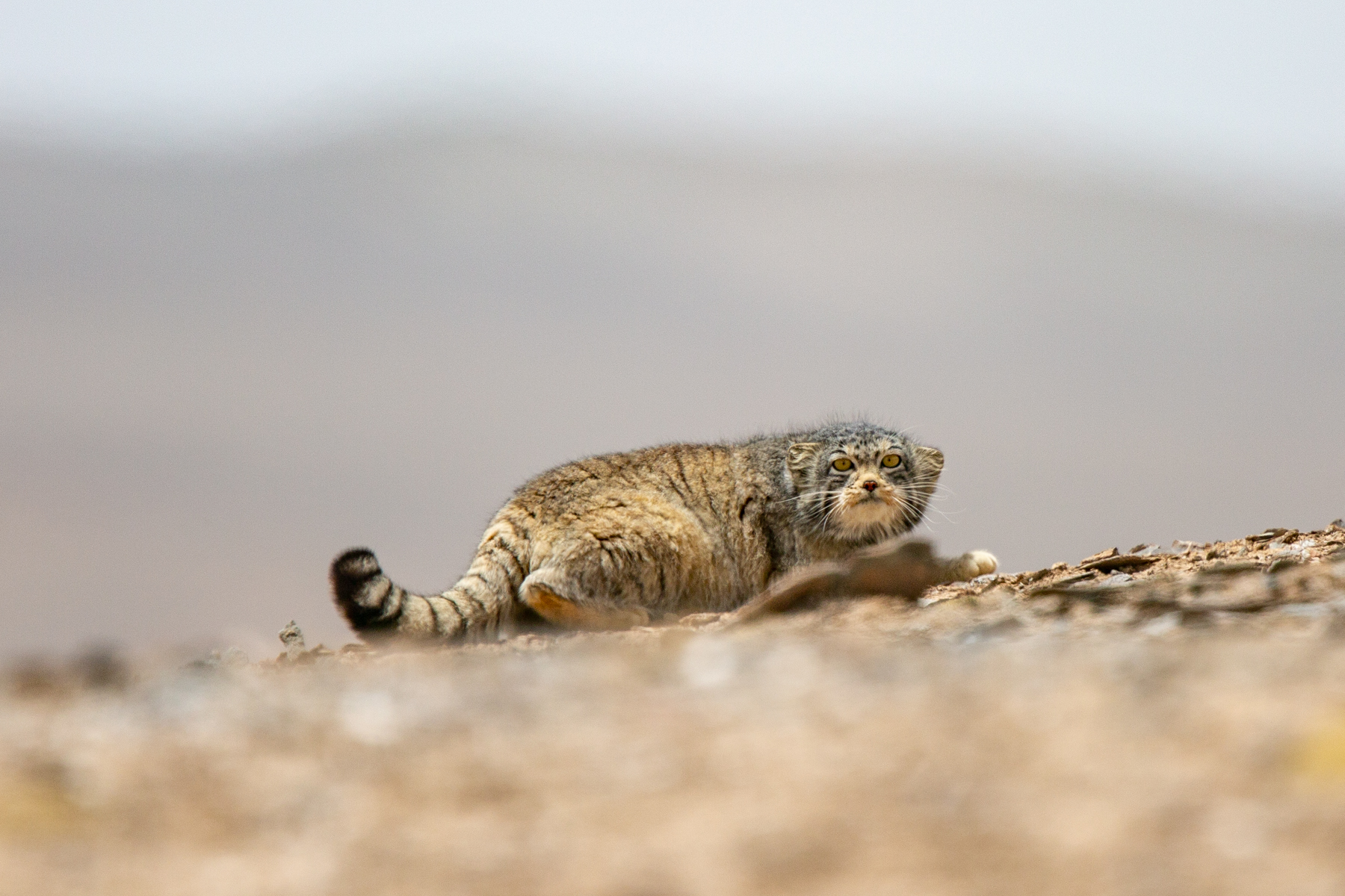 Pallas's Cat at Desert's Edge 