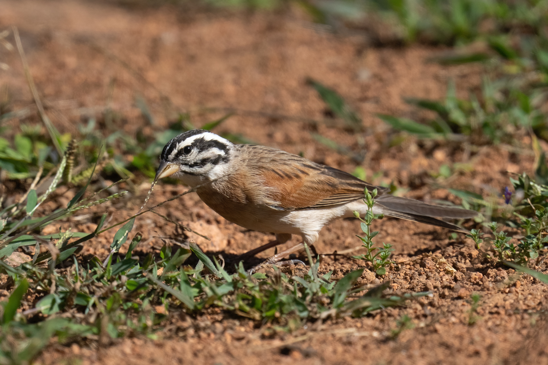 Socotra Birding Tours Bird watching Holidays Birdquest Socotra Birding Tours Bird watching Holidays Birdquest