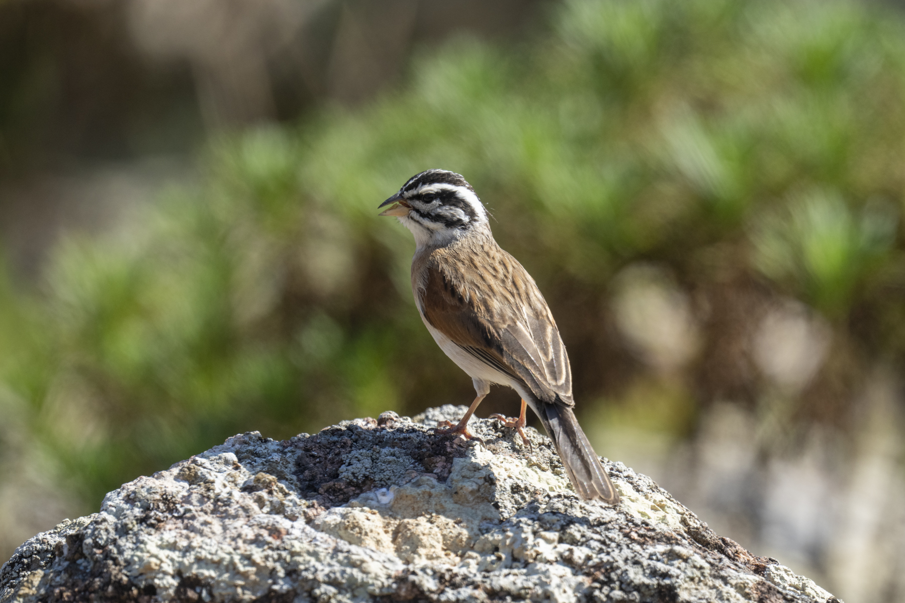 Socotra Birding Tours Bird watching Holidays Birdquest Socotra Birding Tours Bird watching Holidays Birdquest
