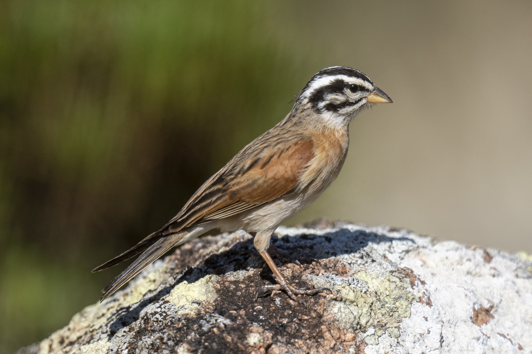 Socotra Birding Tours Bird watching Holidays Birdquest Socotra Birding Tours Bird watching Holidays Birdquest
