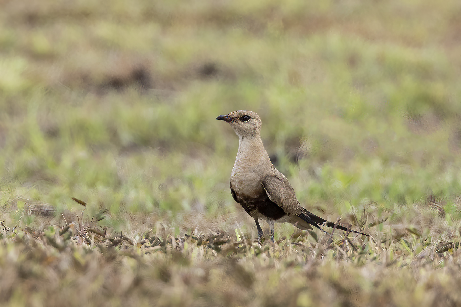 Australian Pratincole (image by Dáni Balla)