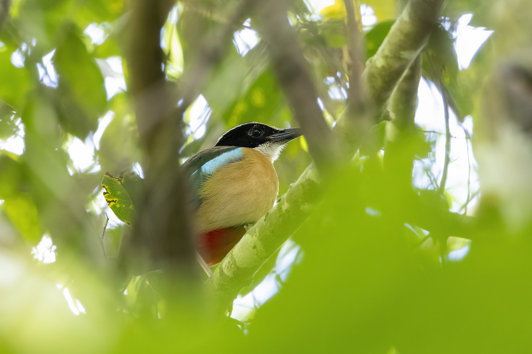 Banda Sea Pitta (image by Dáni Balla)