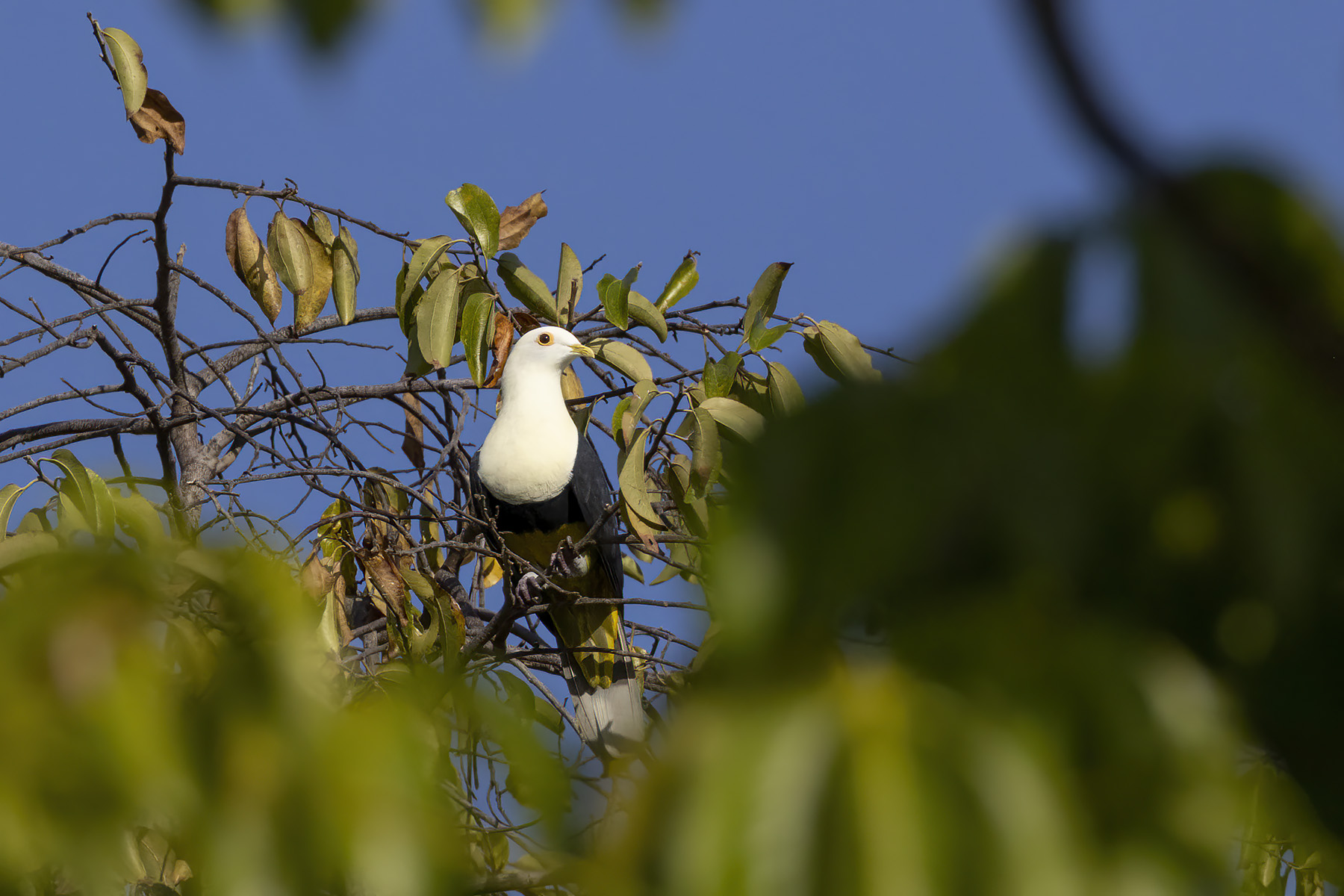 Black-banded Fruit Dove (image by Dáni Balla)