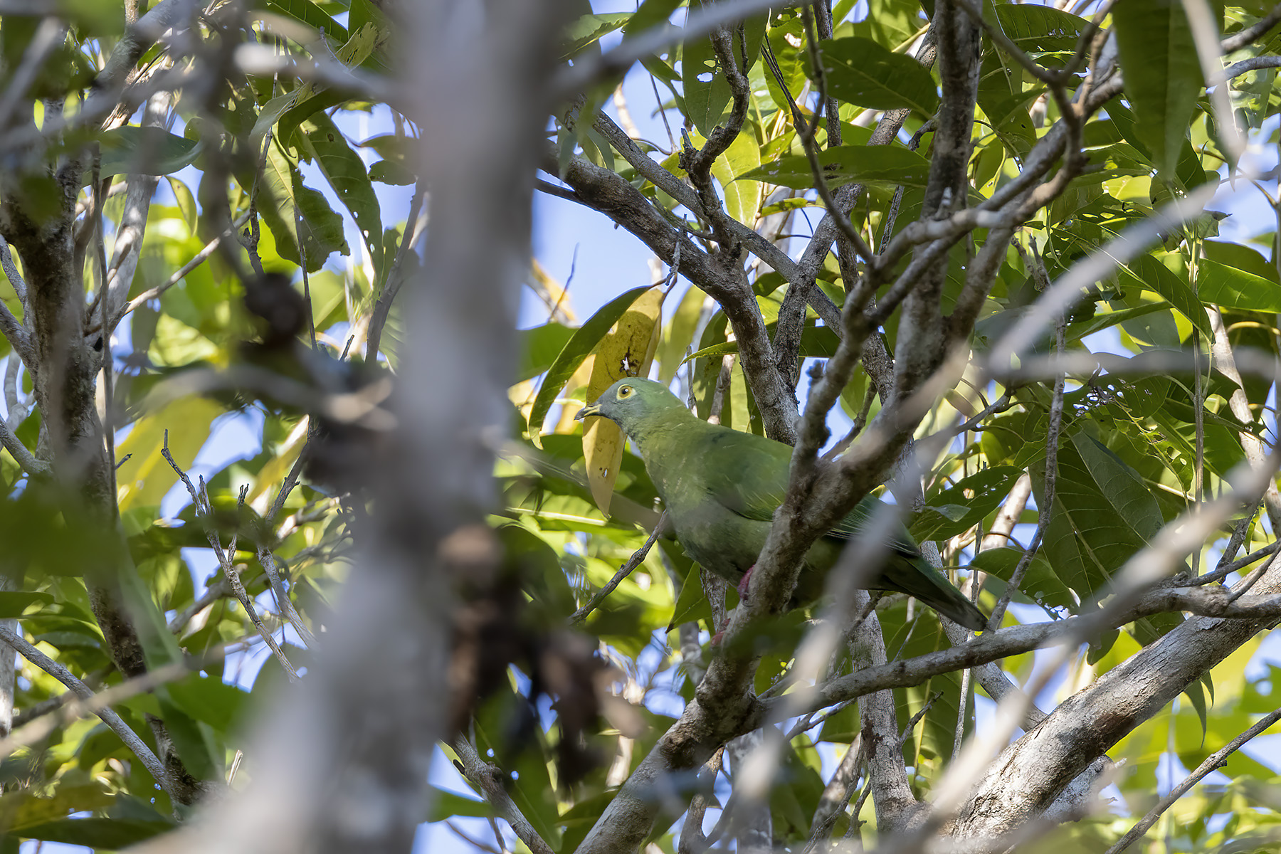 female Black-naped Fruit Dove (image by Dáni Balla)