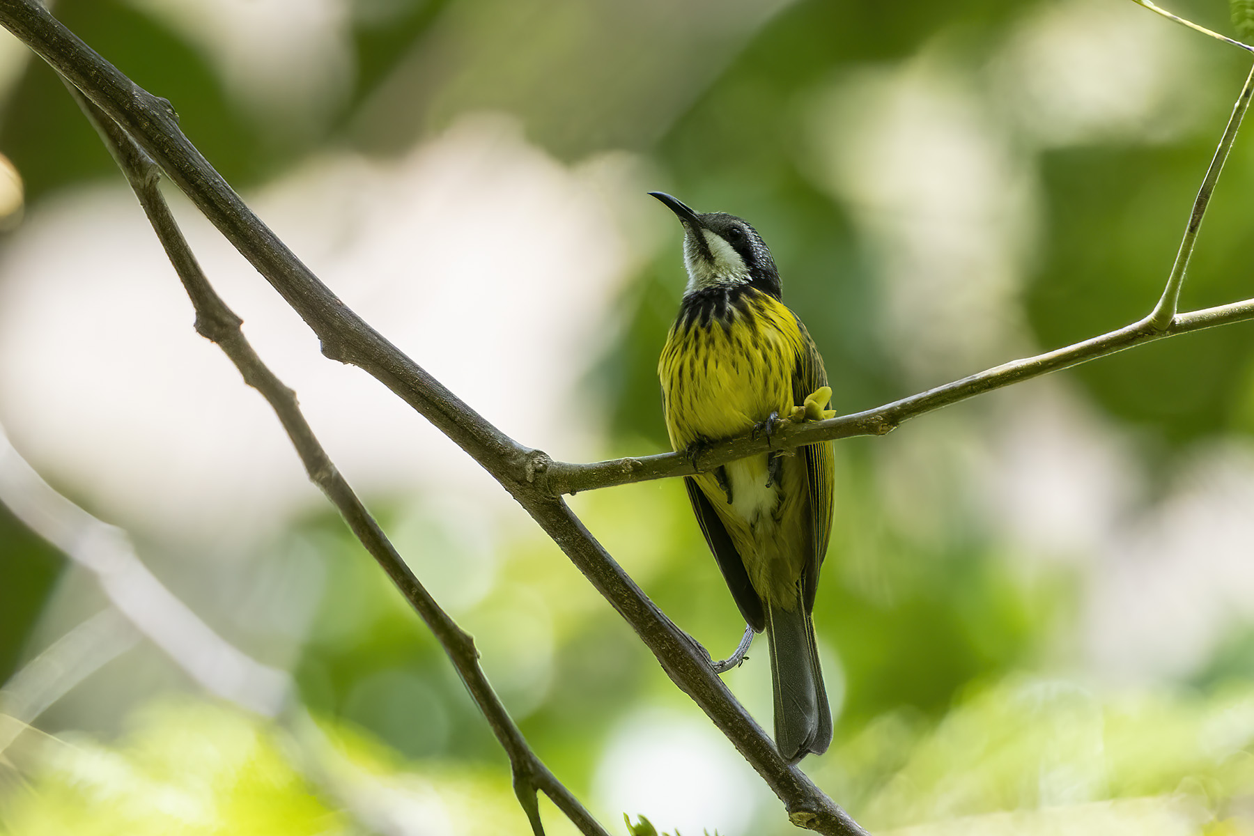Black-necklaced Honeyeater (image by Dáni Balla)