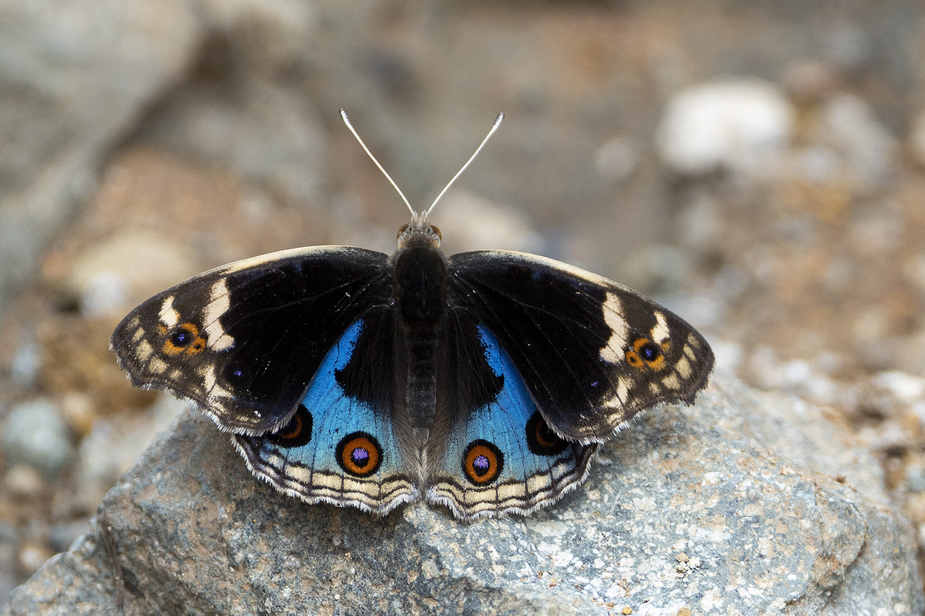 Blue Pansy (image by Dáni Balla)
