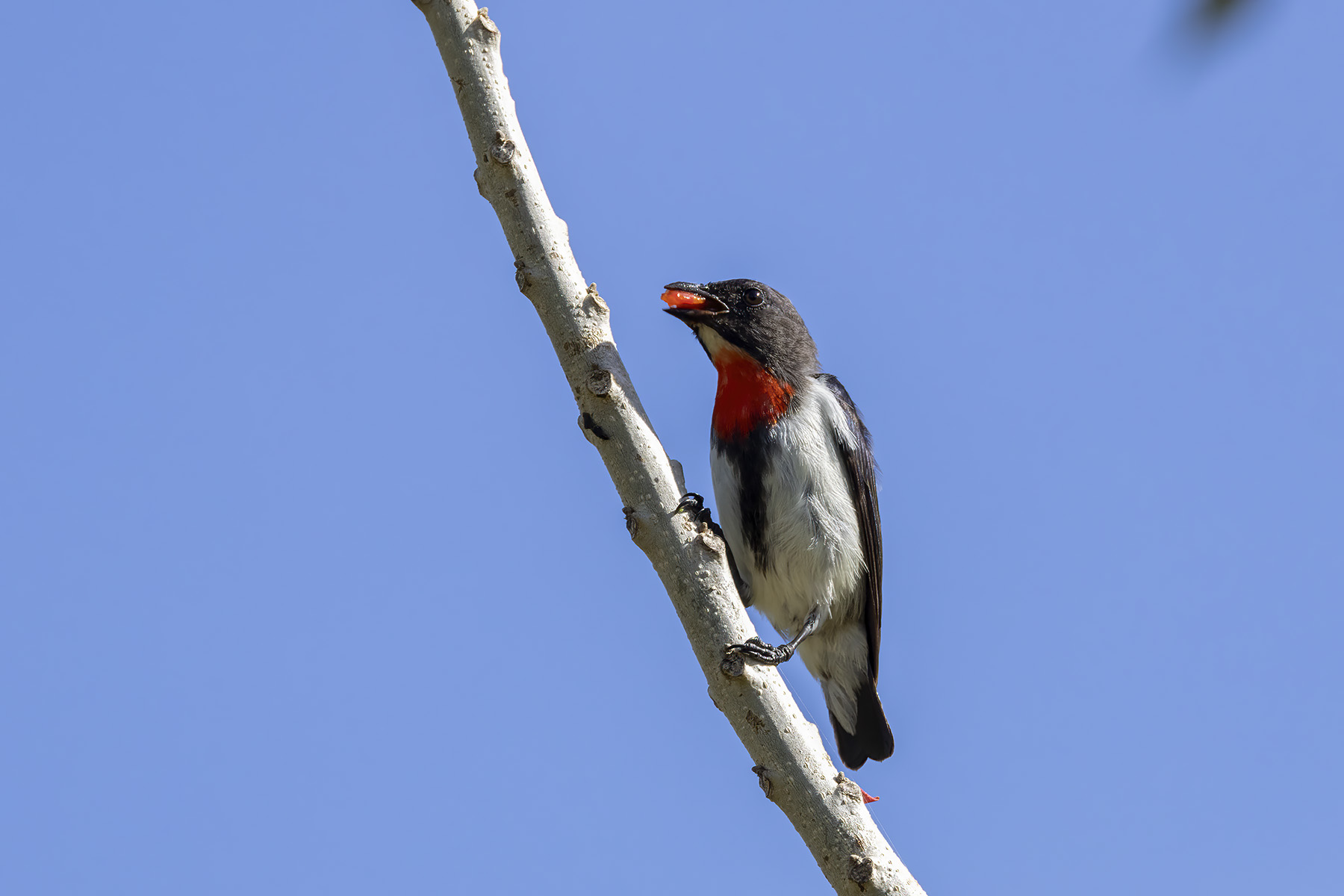 Blue-cheeked Flowerpecker (image by Dáni Balla)