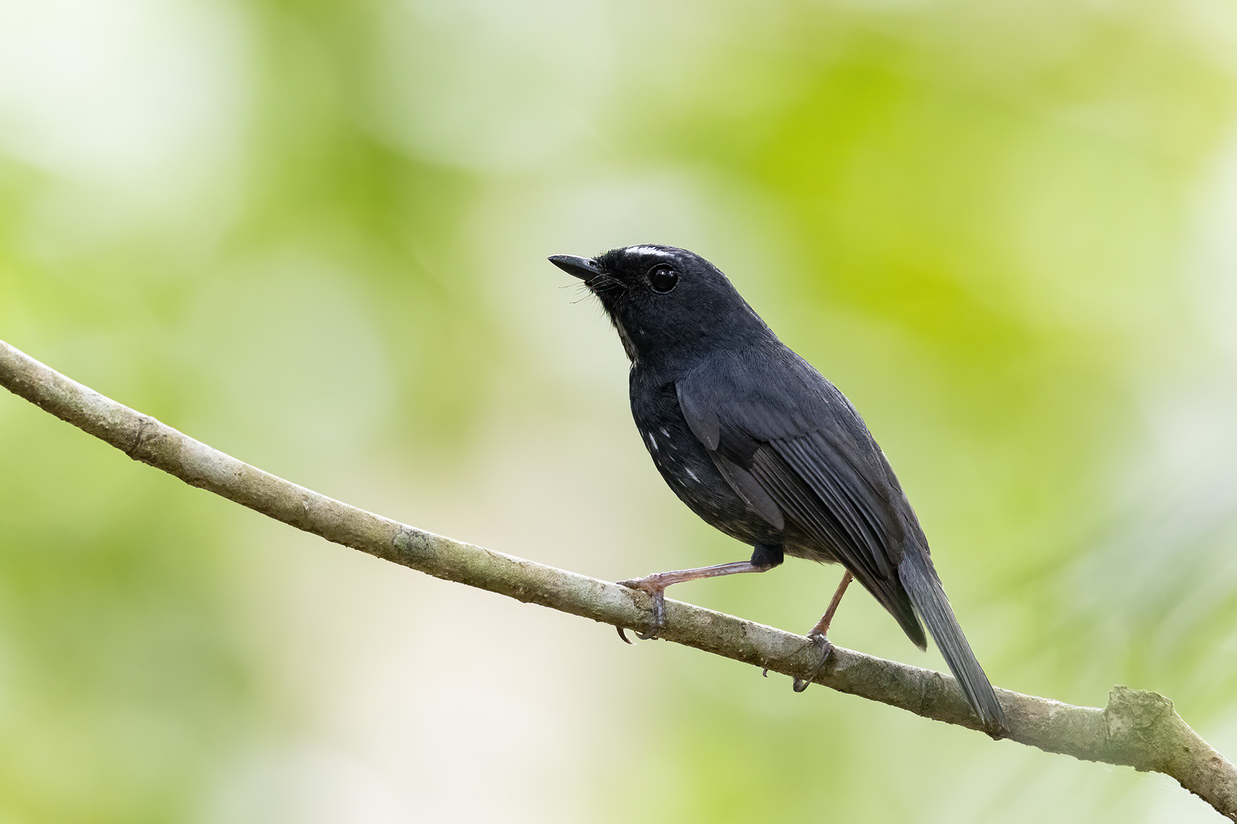 Damar Flycatcher (image by Dáni Balla)