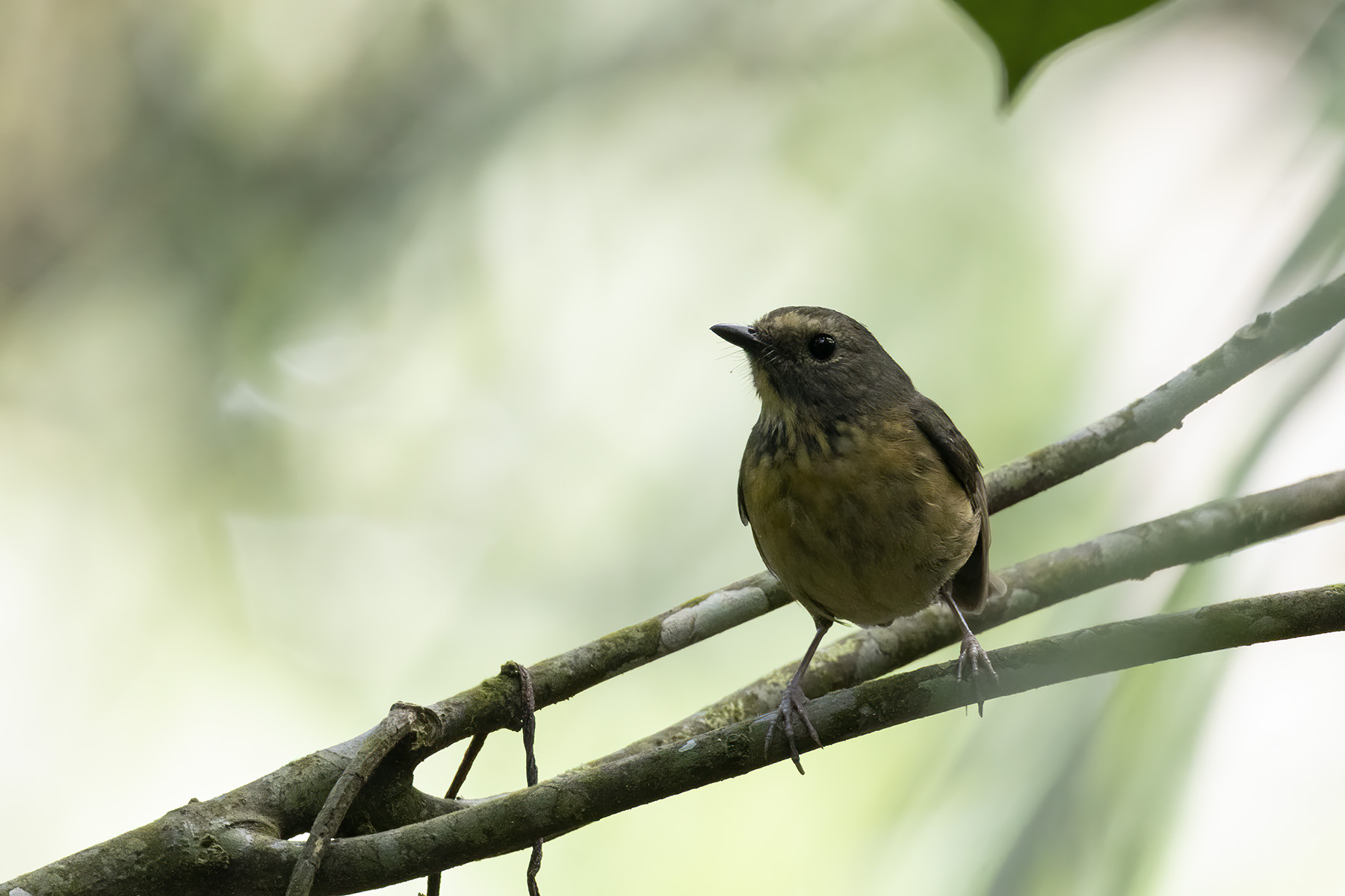 Damar Flycatcher (image by Dáni Balla)