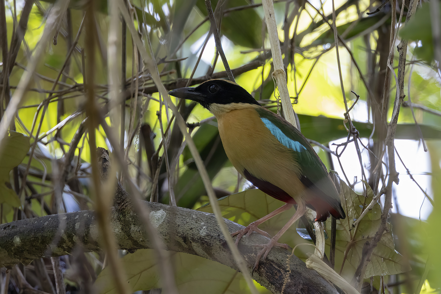 Elegant Pitta (image by Dáni Balla)