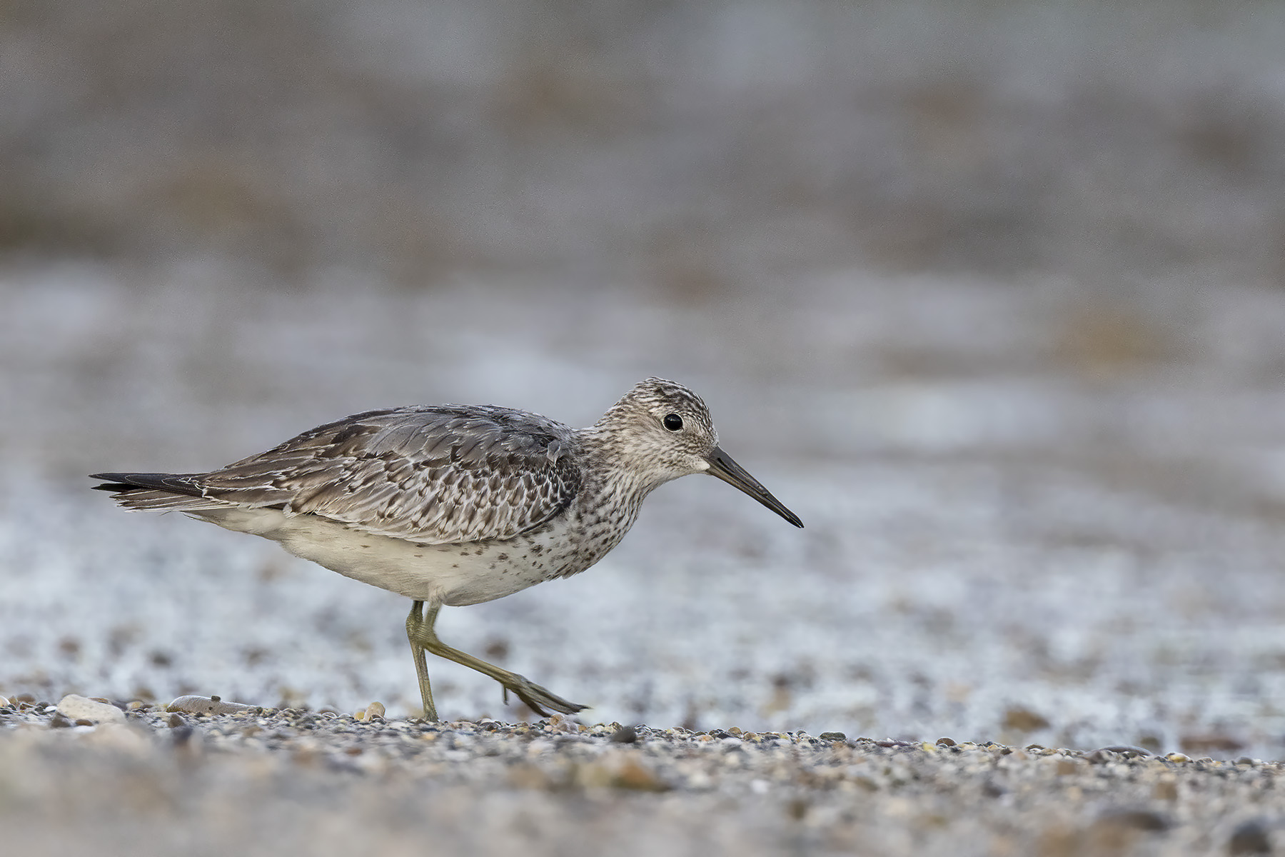 Great Knot (image by Dáni Balla)