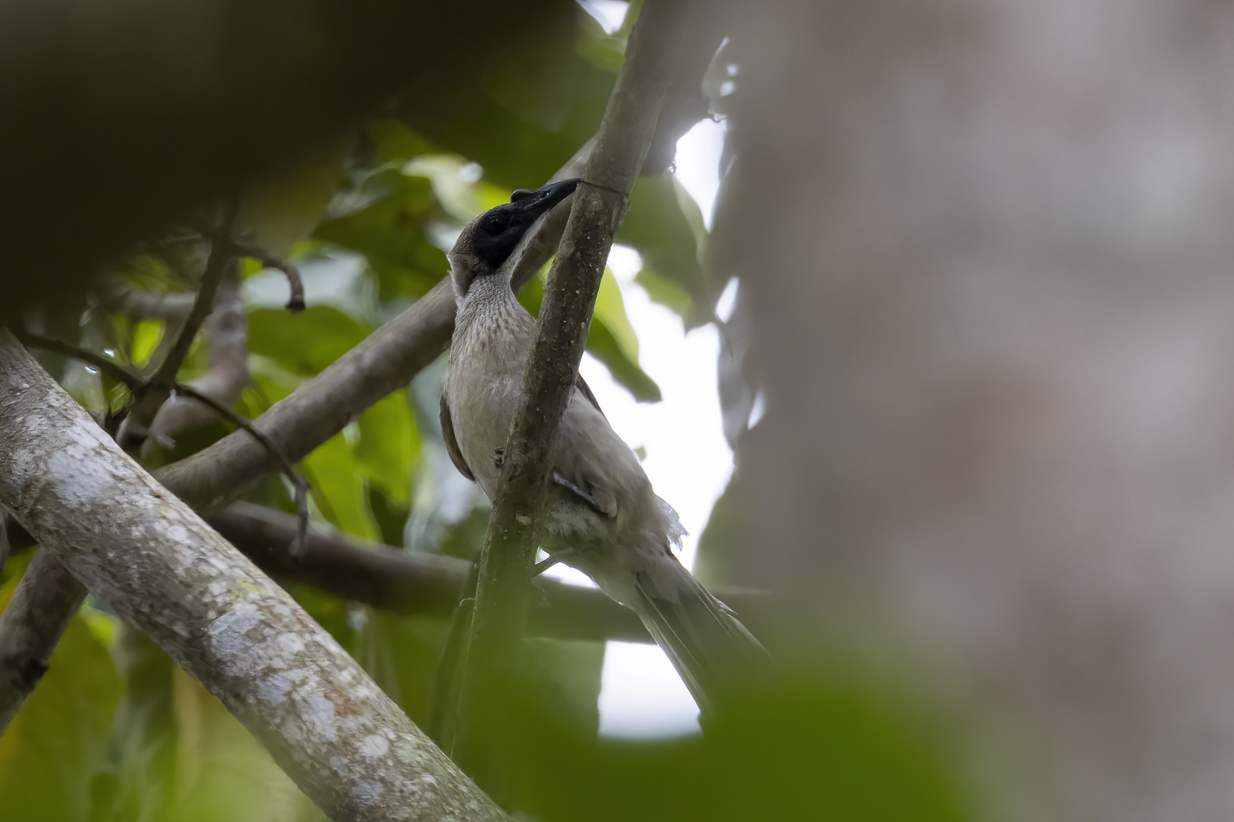 Helmeted Friarbird (image by Dáni Balla)